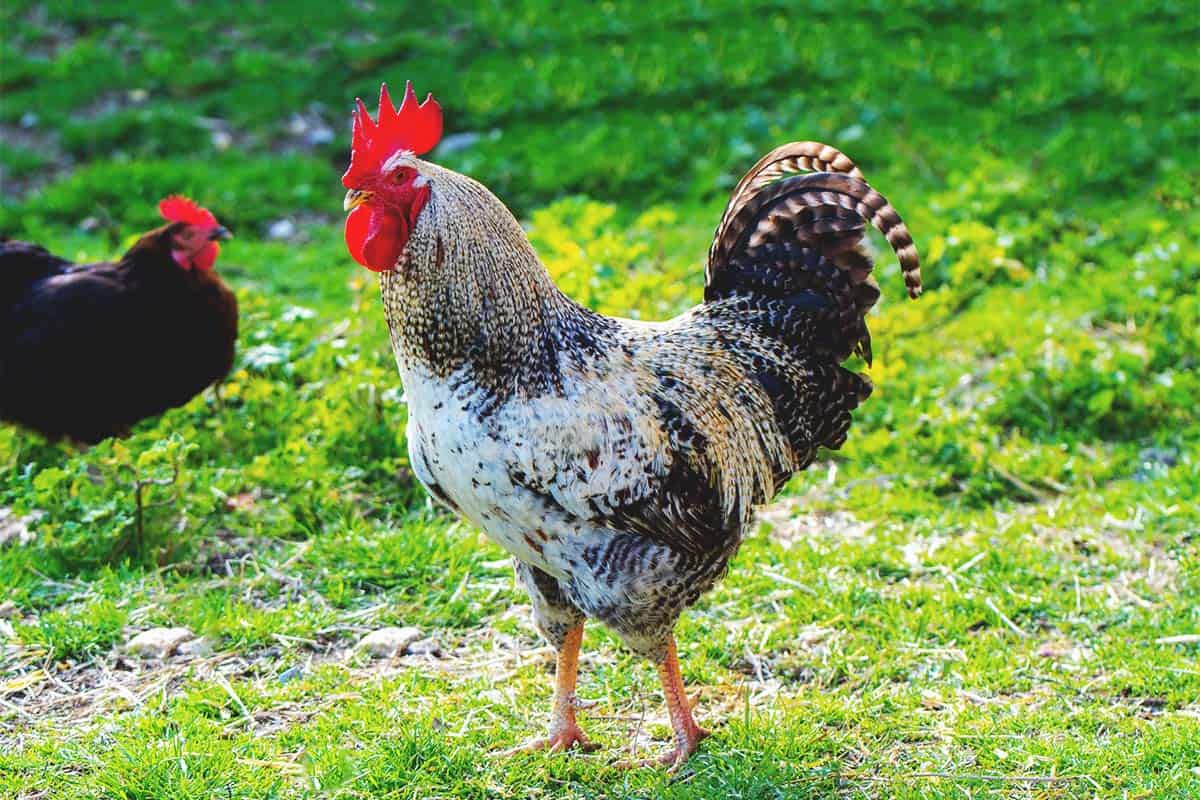 How To Manage Roosters With Hens
