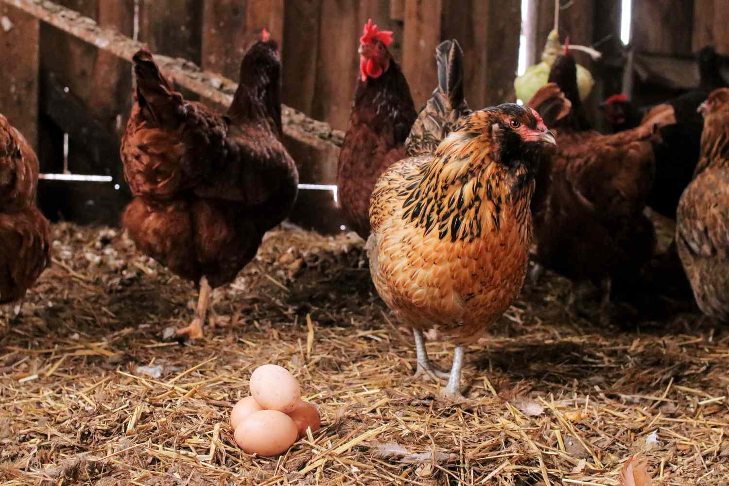 How To Prevent Chickens From Laying Eggs On The Ground
