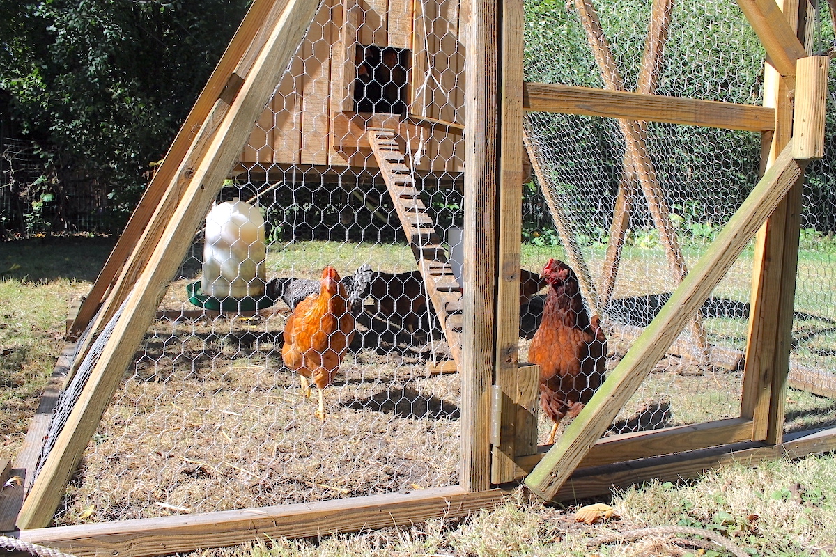 Installing And Maintaining Your Chicken Coop Lock