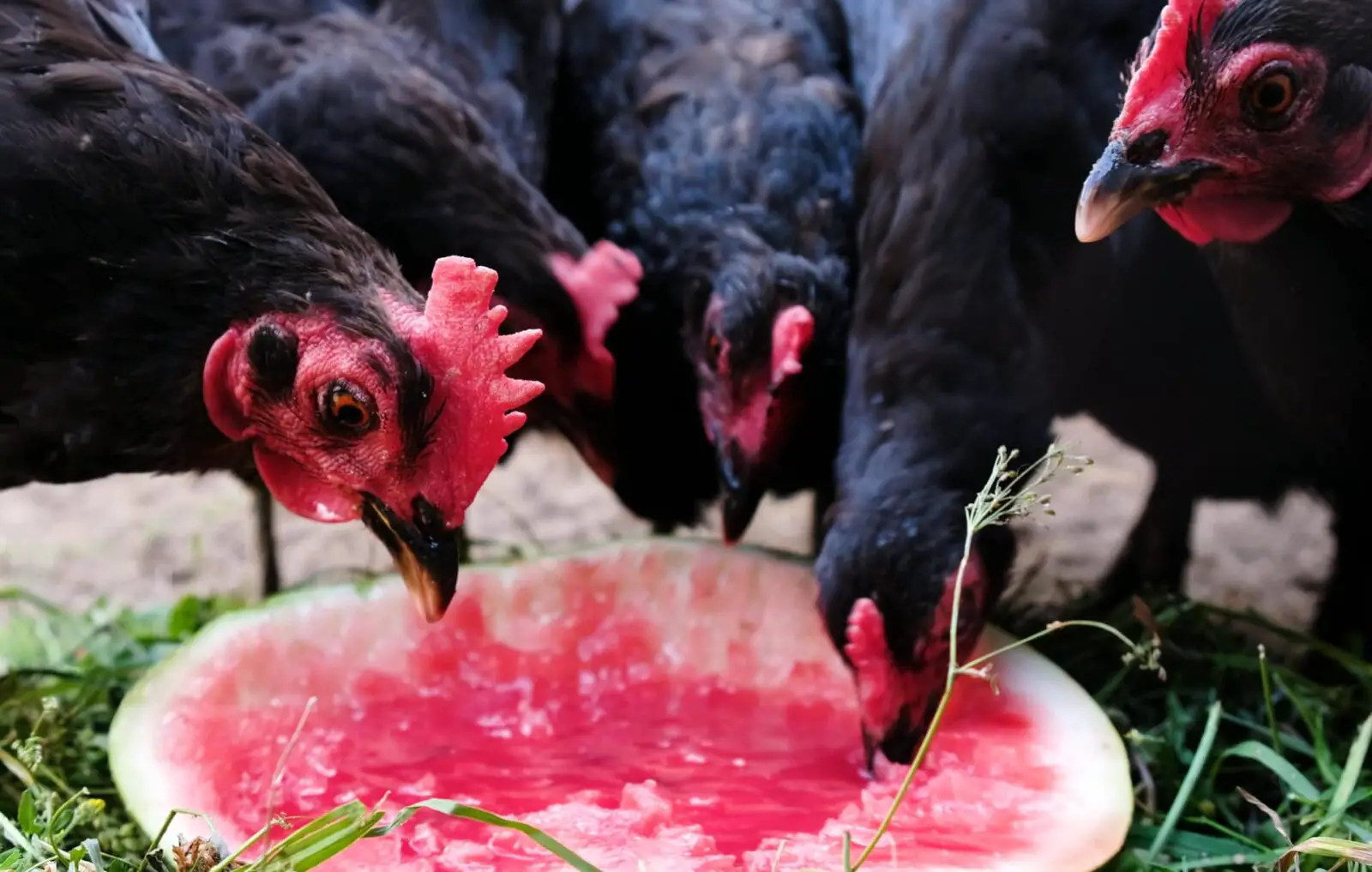 Is Watermelon Safe For Chickens?