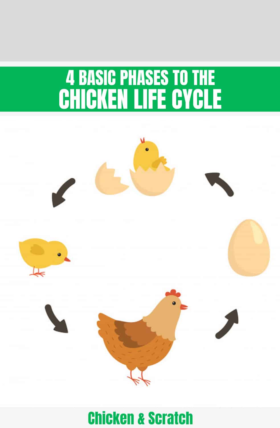 Life Cycle Of A Chicken