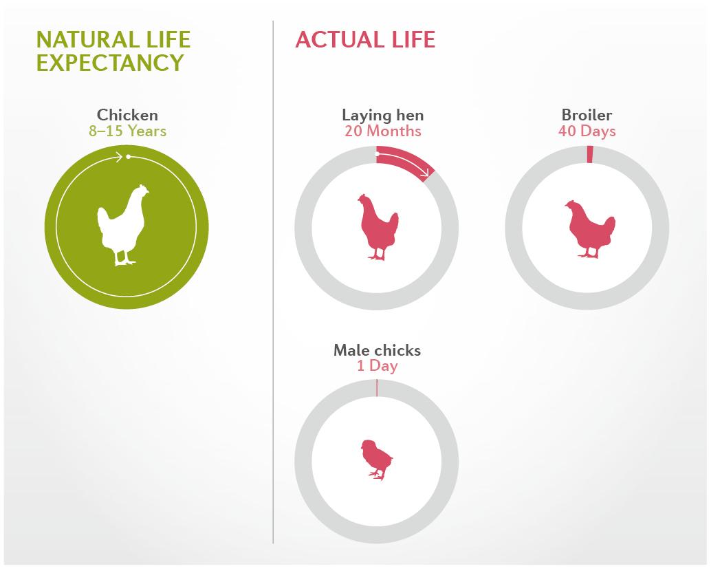 Lifespan Of Domestic Chickens