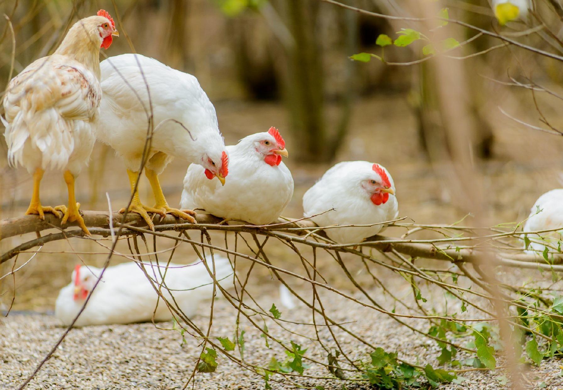 Lifespan Of Wild Chickens