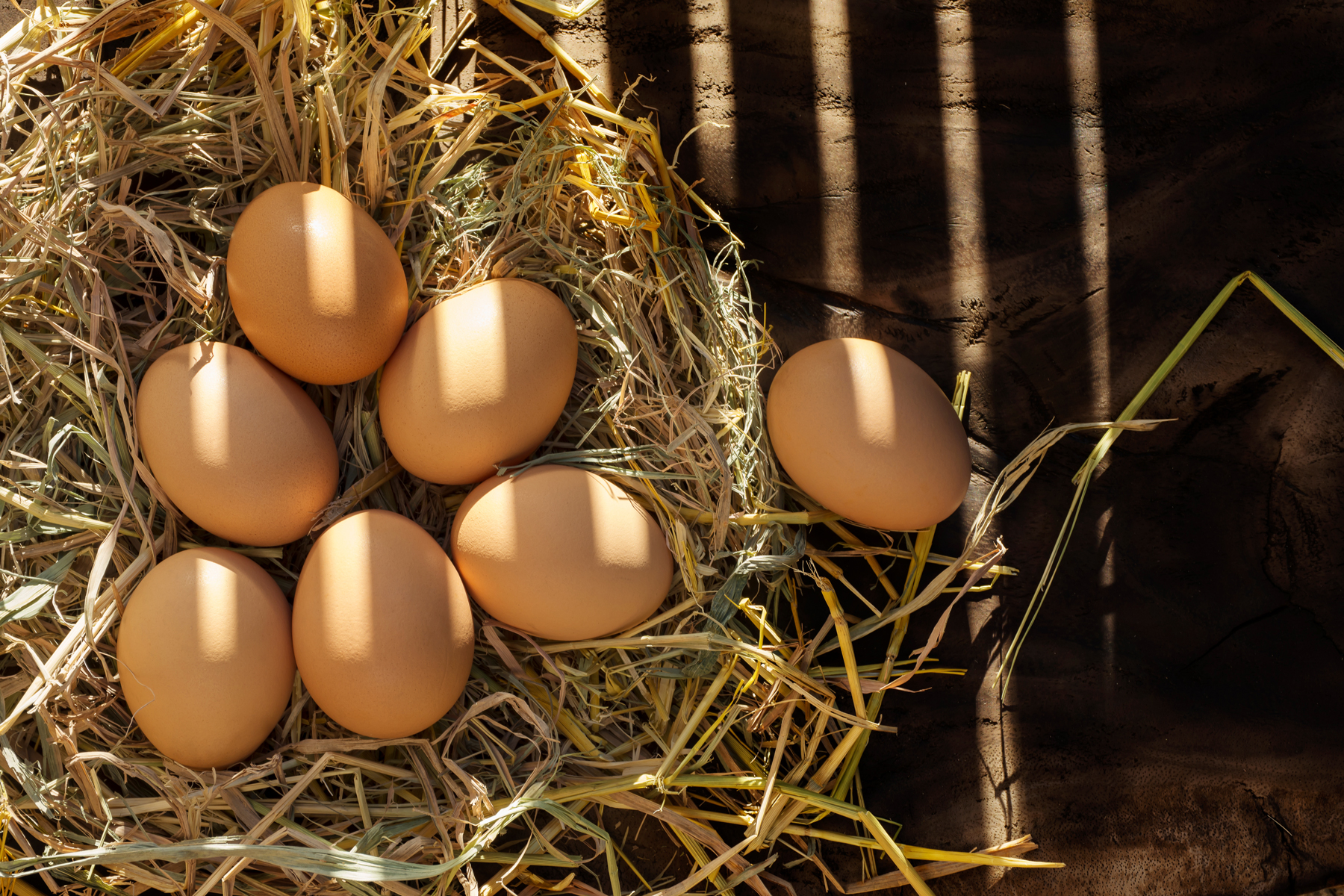 Light Exposure And Egg Laying