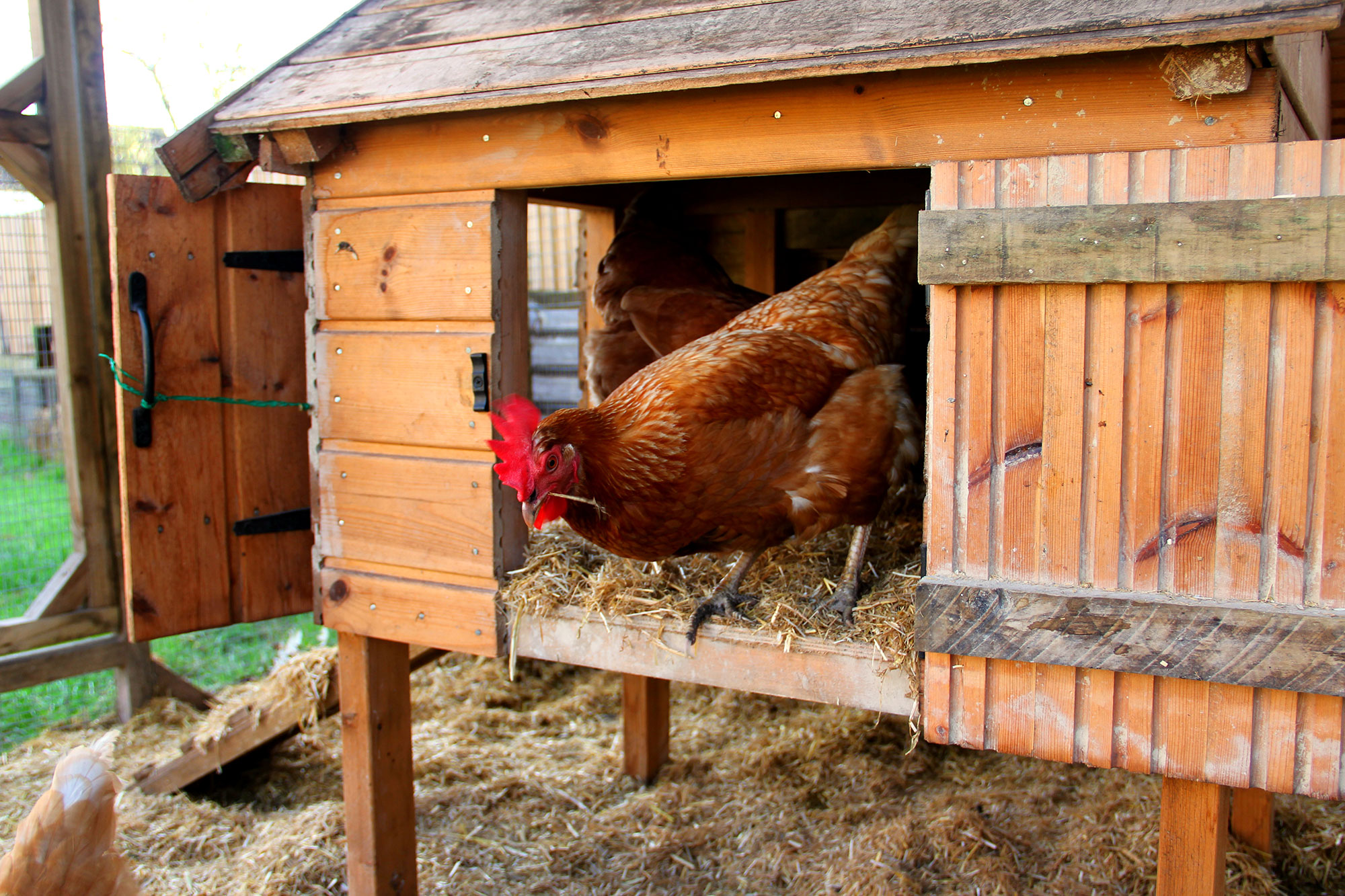 Nest Boxes For Chickens