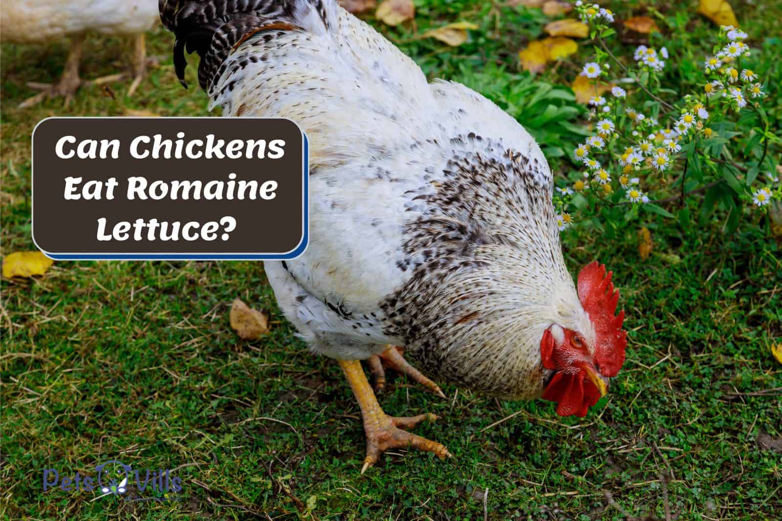 Nutritional Benefits Of Lettuce For Chickens