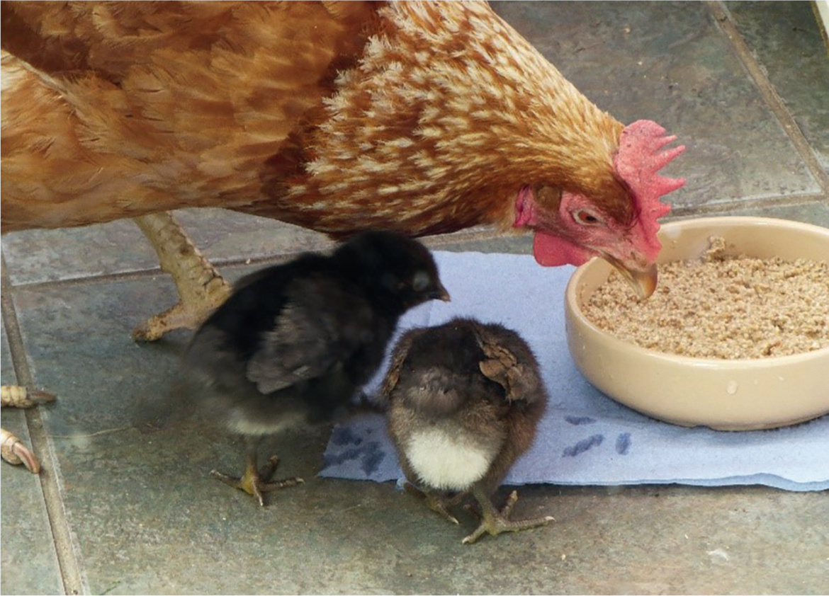 Nutritional Needs Of Baby Chicks