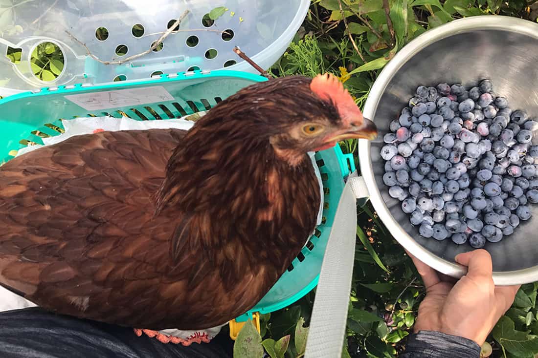 Nutritional Value Of Blueberries For Chickens