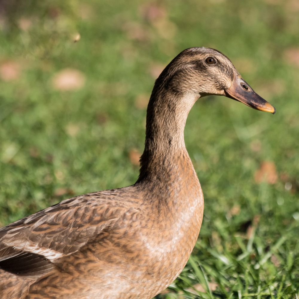 Overview Of Khaki Campbell Ducks