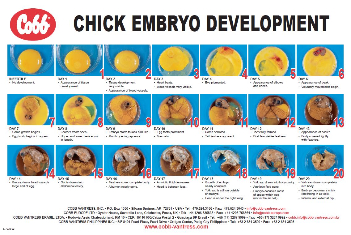 Physiological Requirements For Hatching A Chicken Without Shell