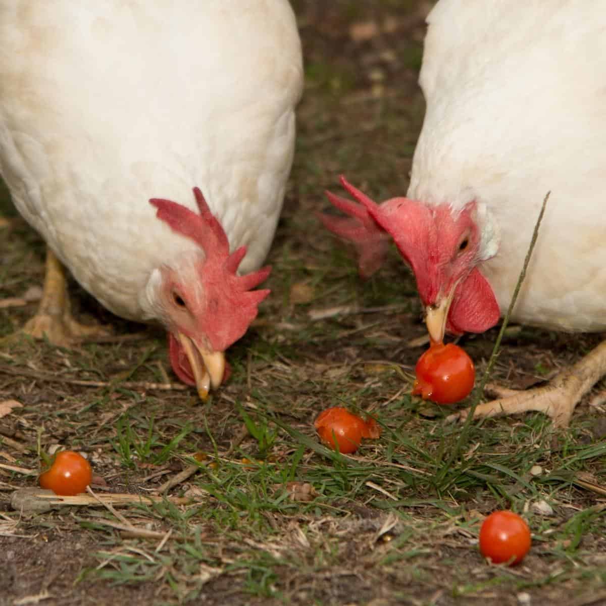 Potential Risks Of Feeding Tomatoes To Baby Chicks