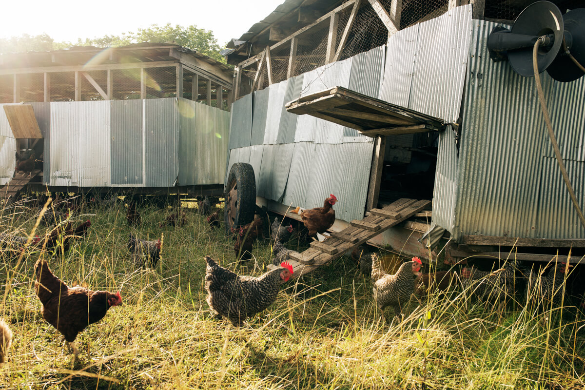 Preparation Before Moving Chickens