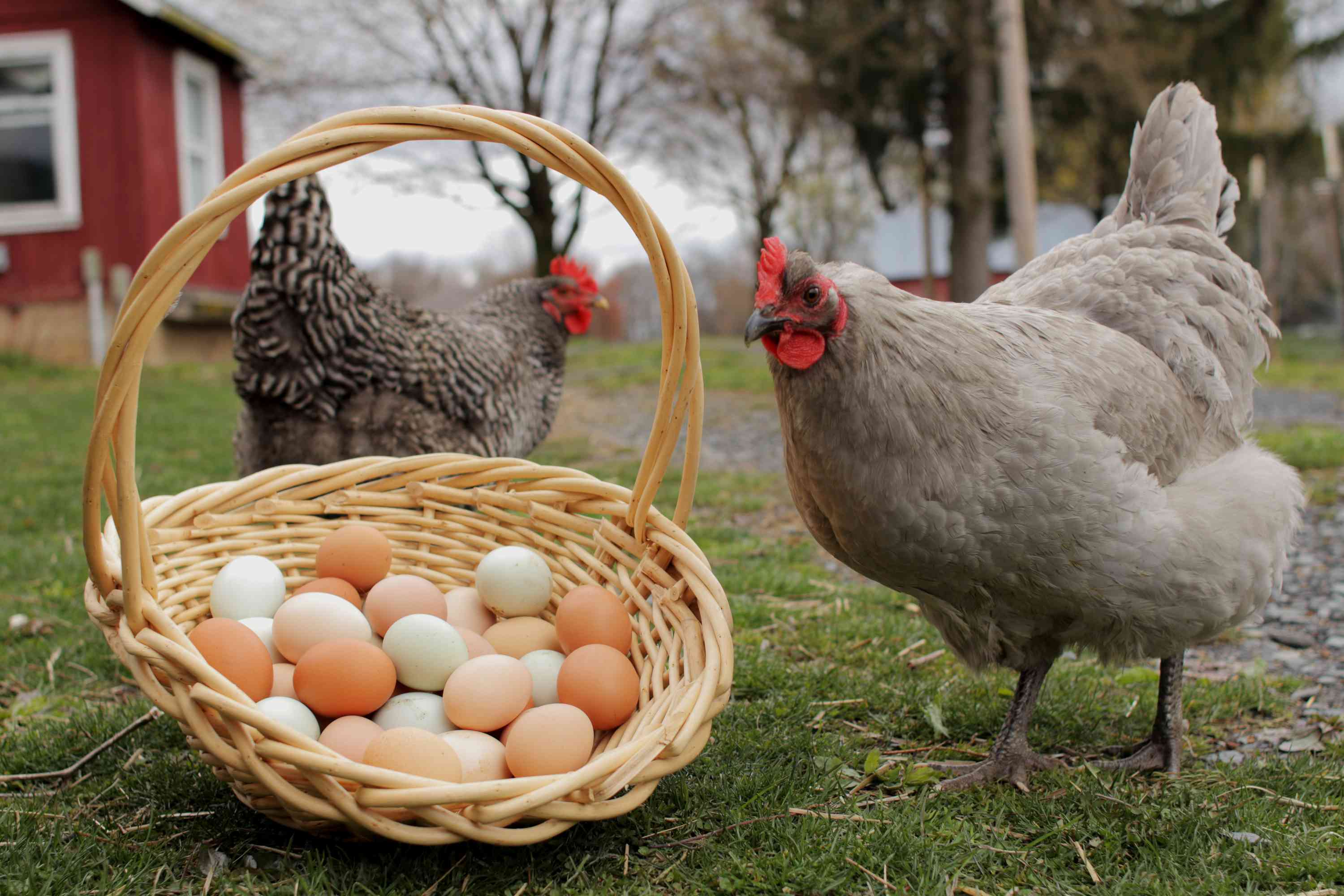Preparing Eggs For Chickens