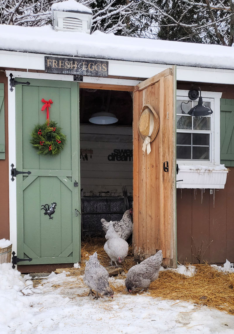 Preparing The Chicken Coop For Winter