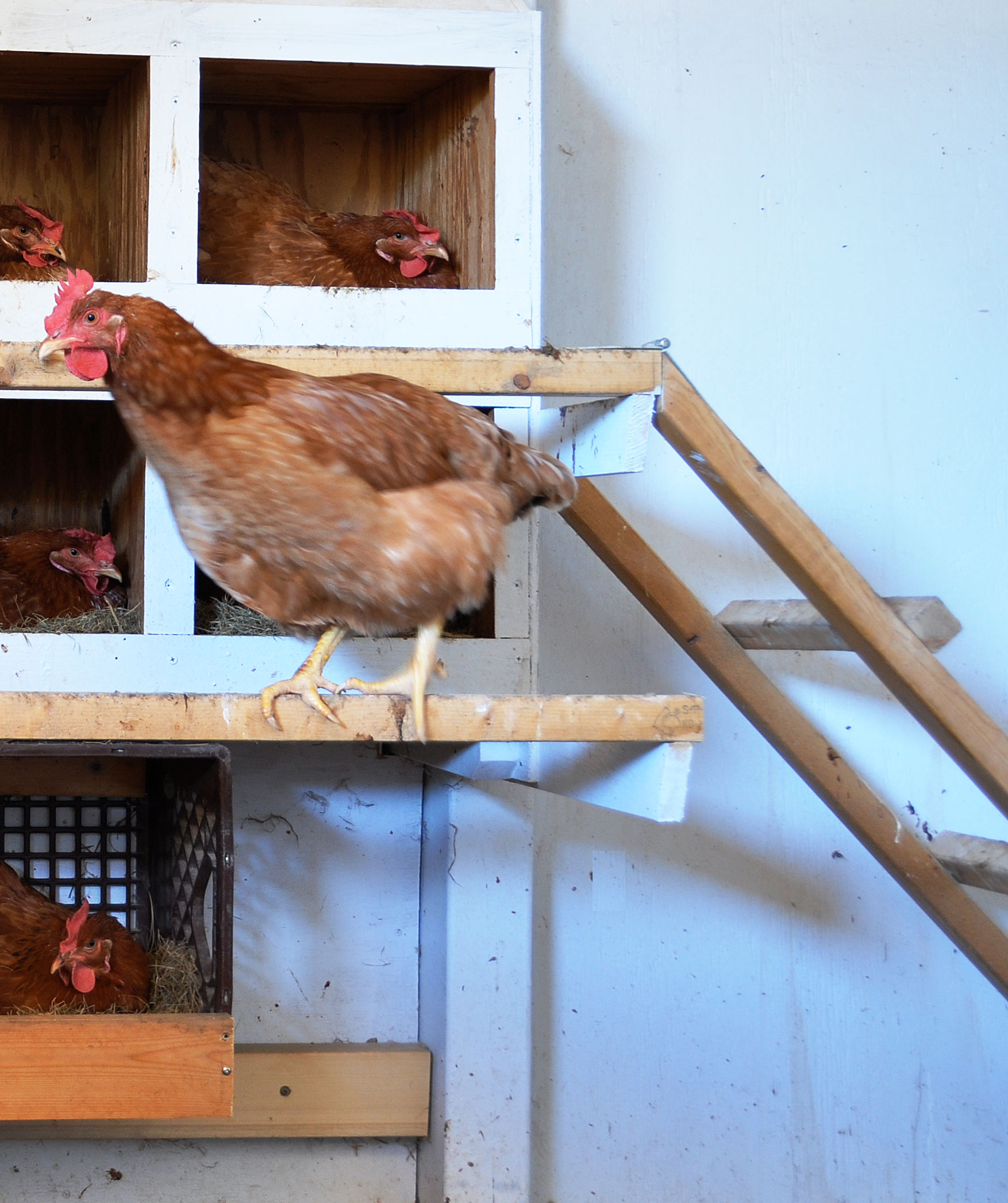 Preparing The Nesting Boxes For Use