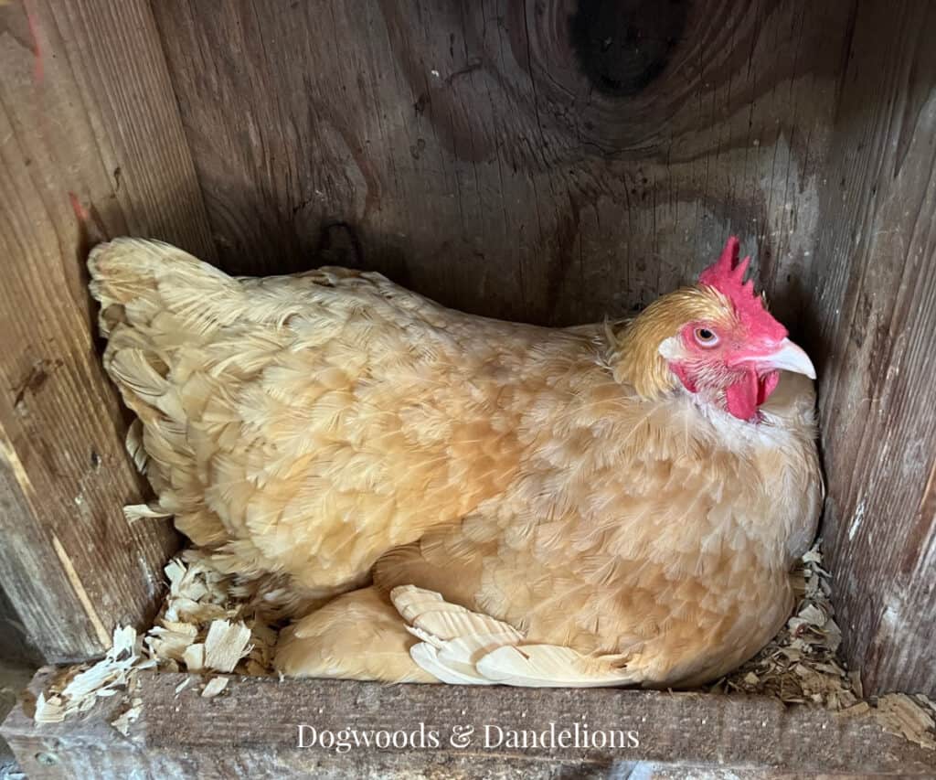 Proper Maintenance For Chicken Nesting Boxes