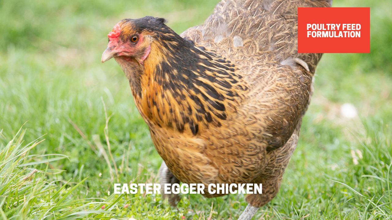 Pros And Cons Of Easter Egger Chicken Breeds