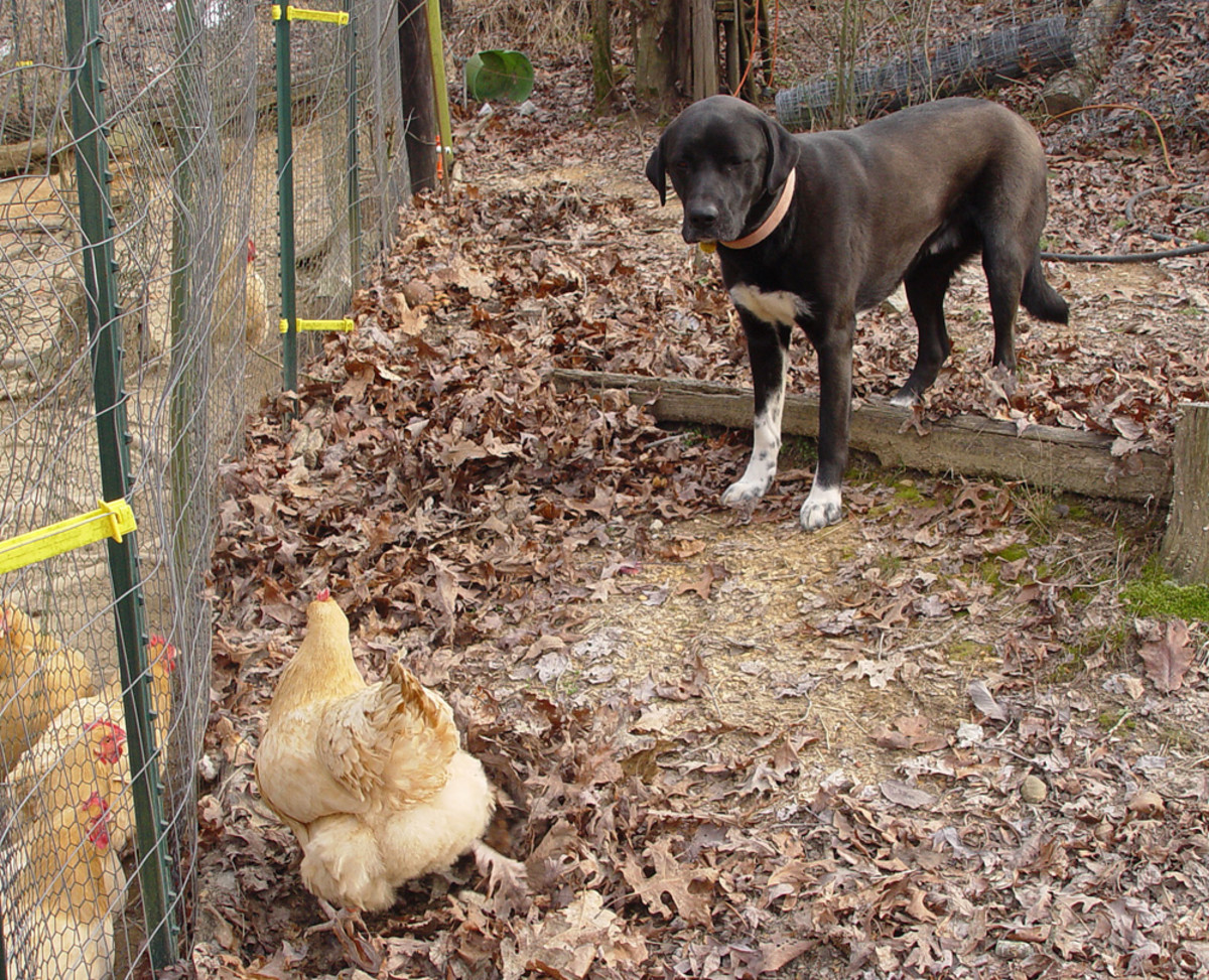 Protecting Chickens From Dogs