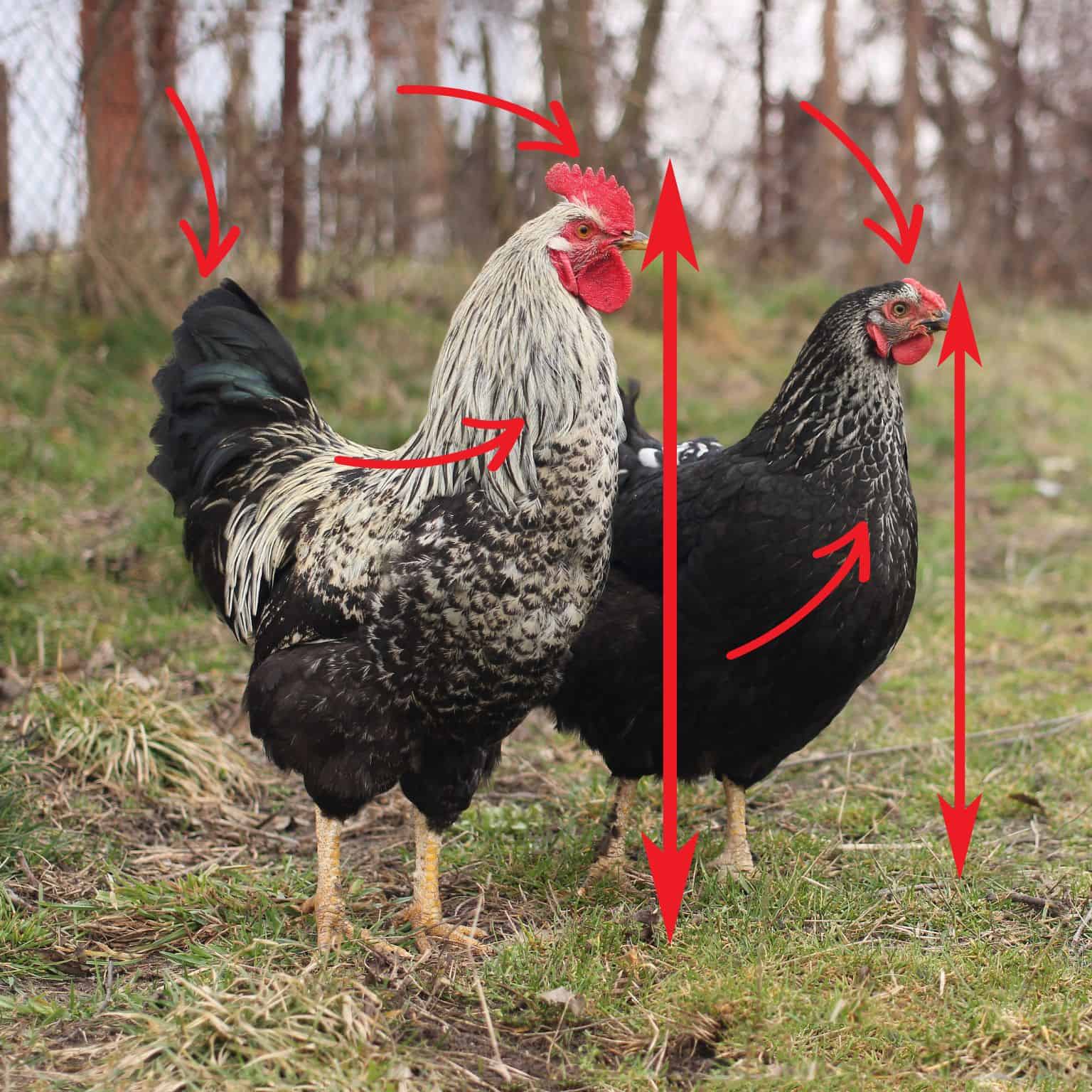 Rooster Or Hen? How To Tell