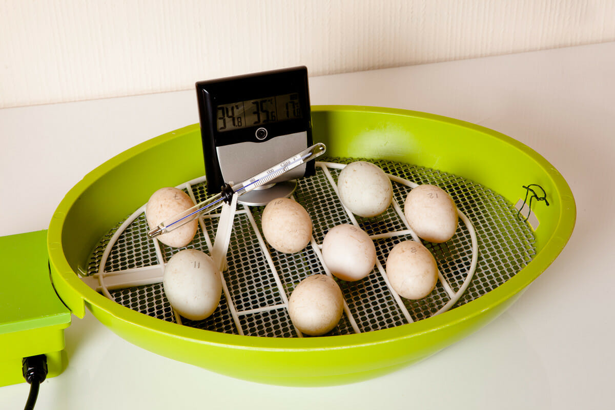 Setting The Eggs In The Incubator