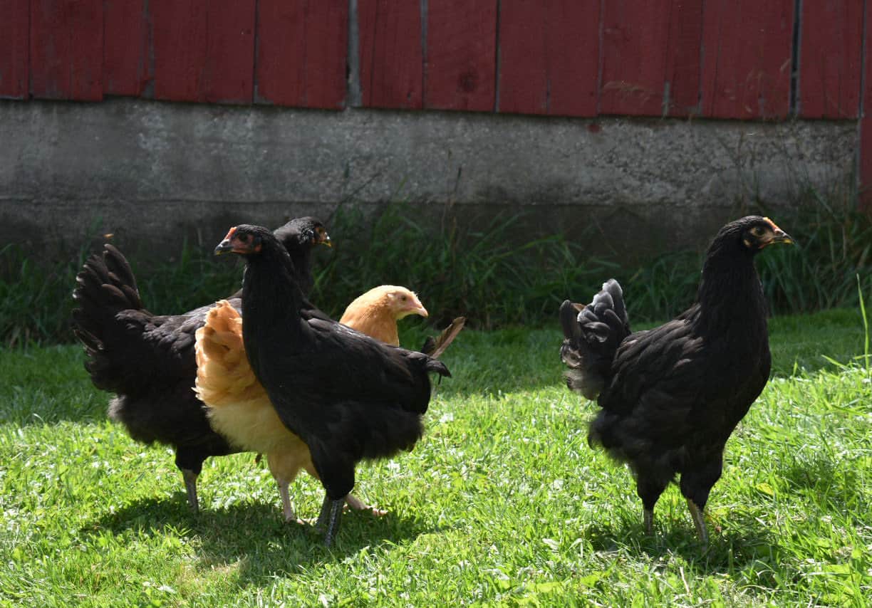 Side Effects Of Feeding Blueberries To Chickens