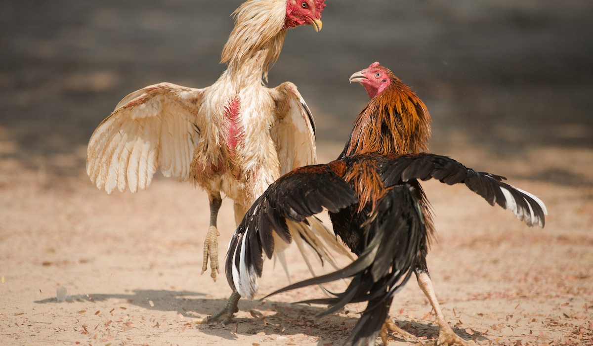 Signs Of Hens Fighting
