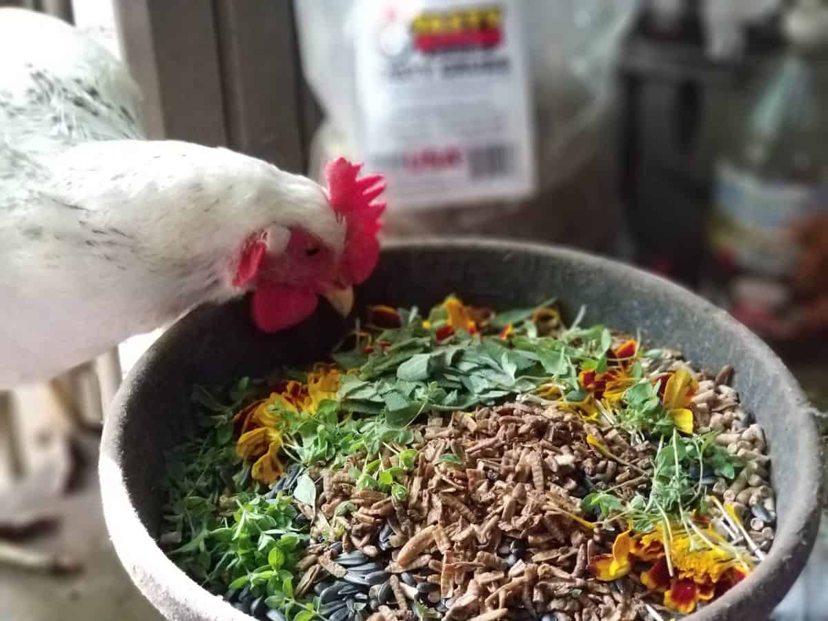 Supplements To Feed Chickens