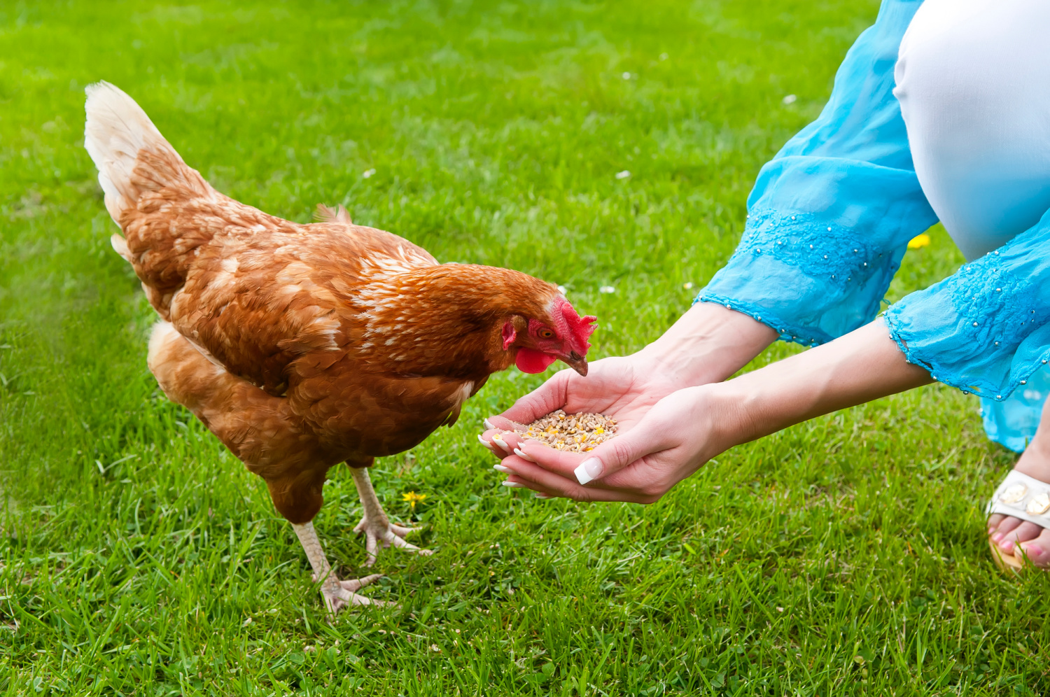 The Benefits Of Chicken Husbandry