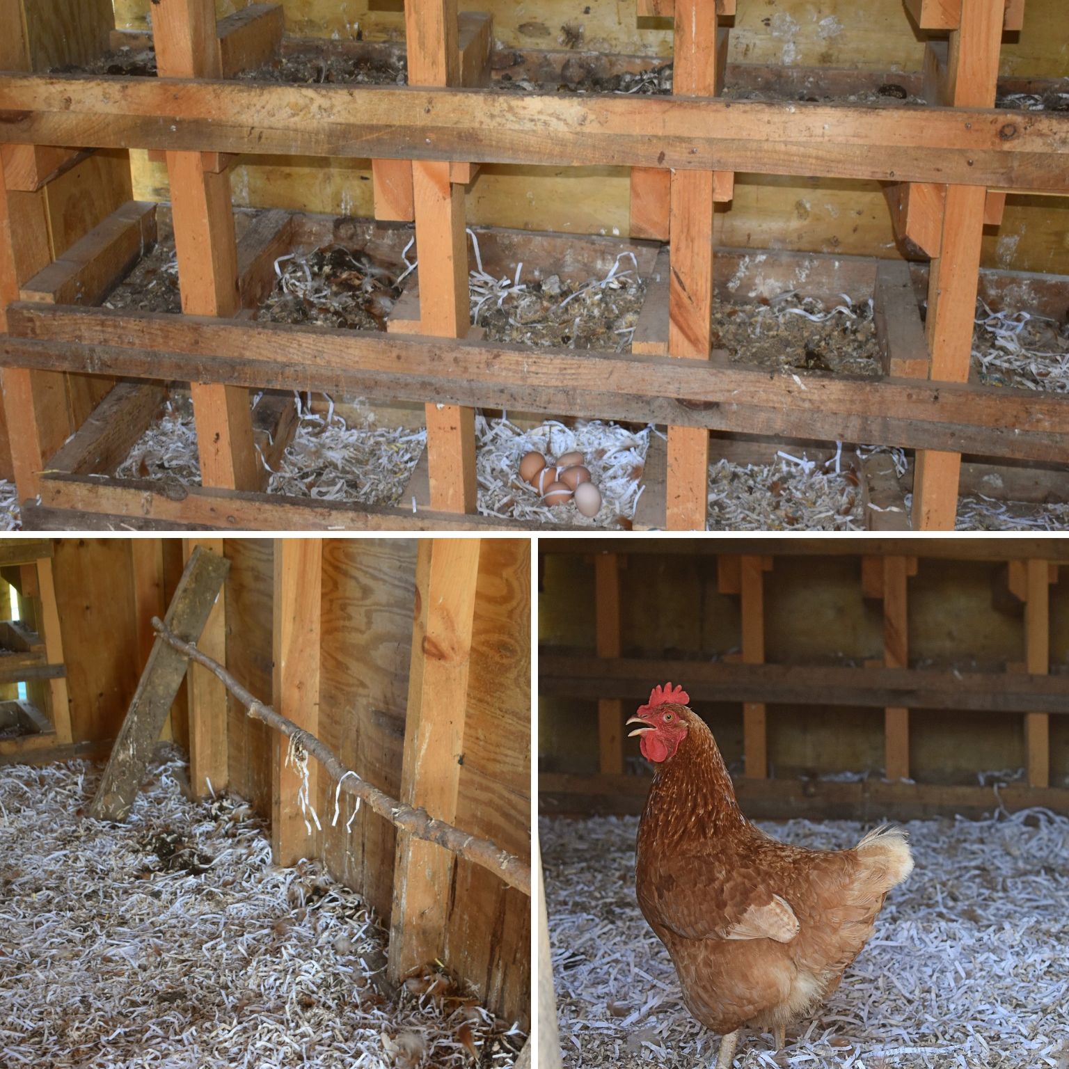 The Benefits Of Cleaning Your Chicken Coop Regularly