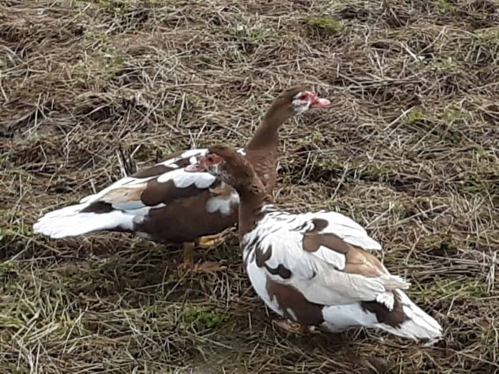 The Best Eating Duck Breeds