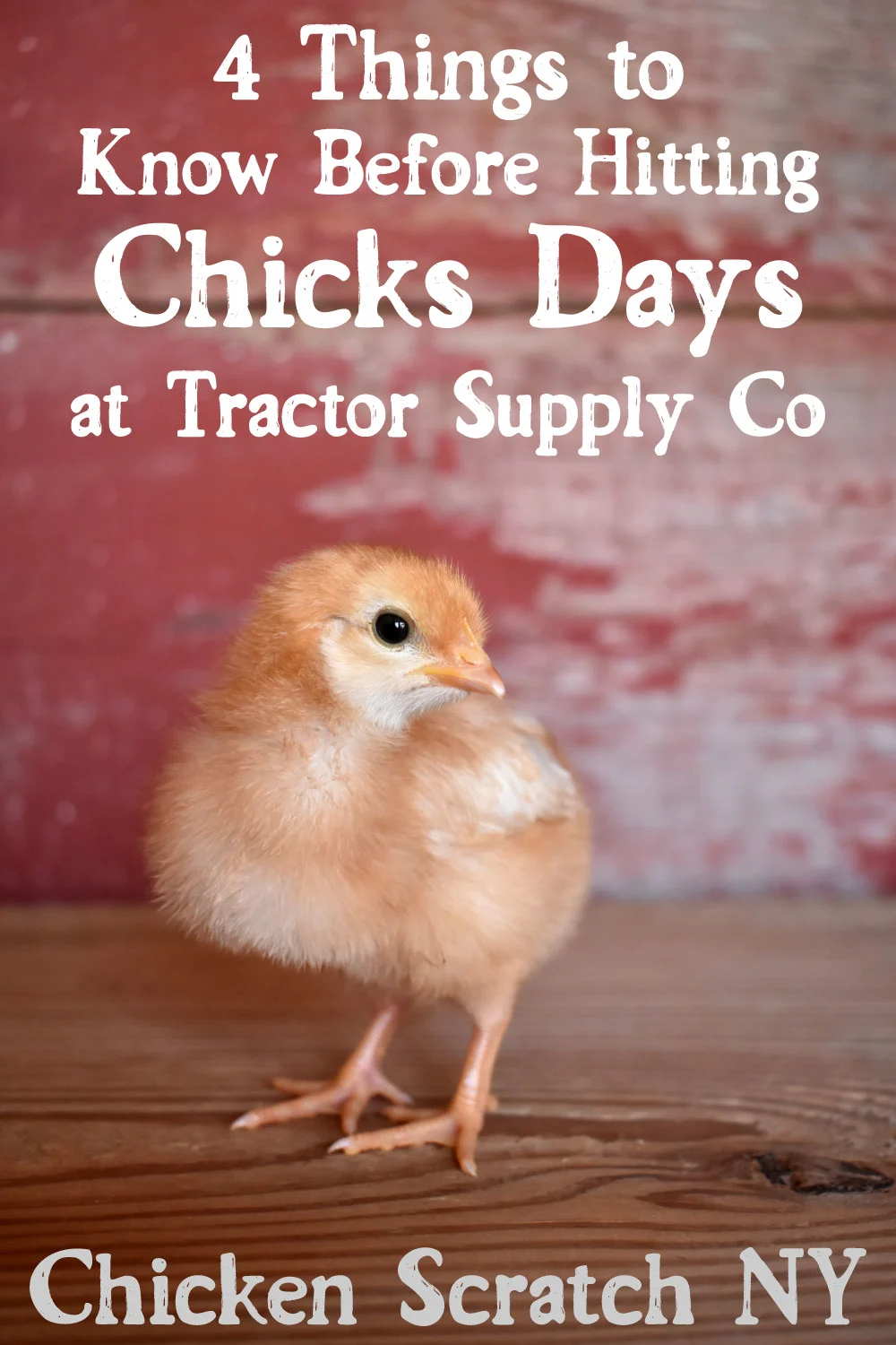 The Best Time To Buy Chicks