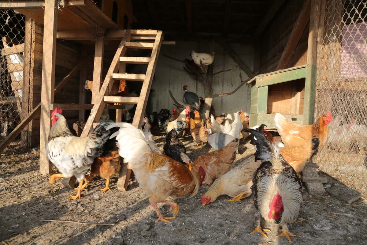 The Risks Of Not Cleaning Your Chicken Coop Regularly