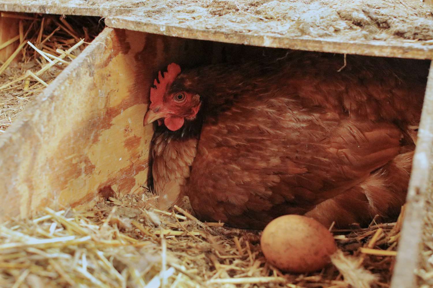Training Chickens To Lay In Nesting Boxes