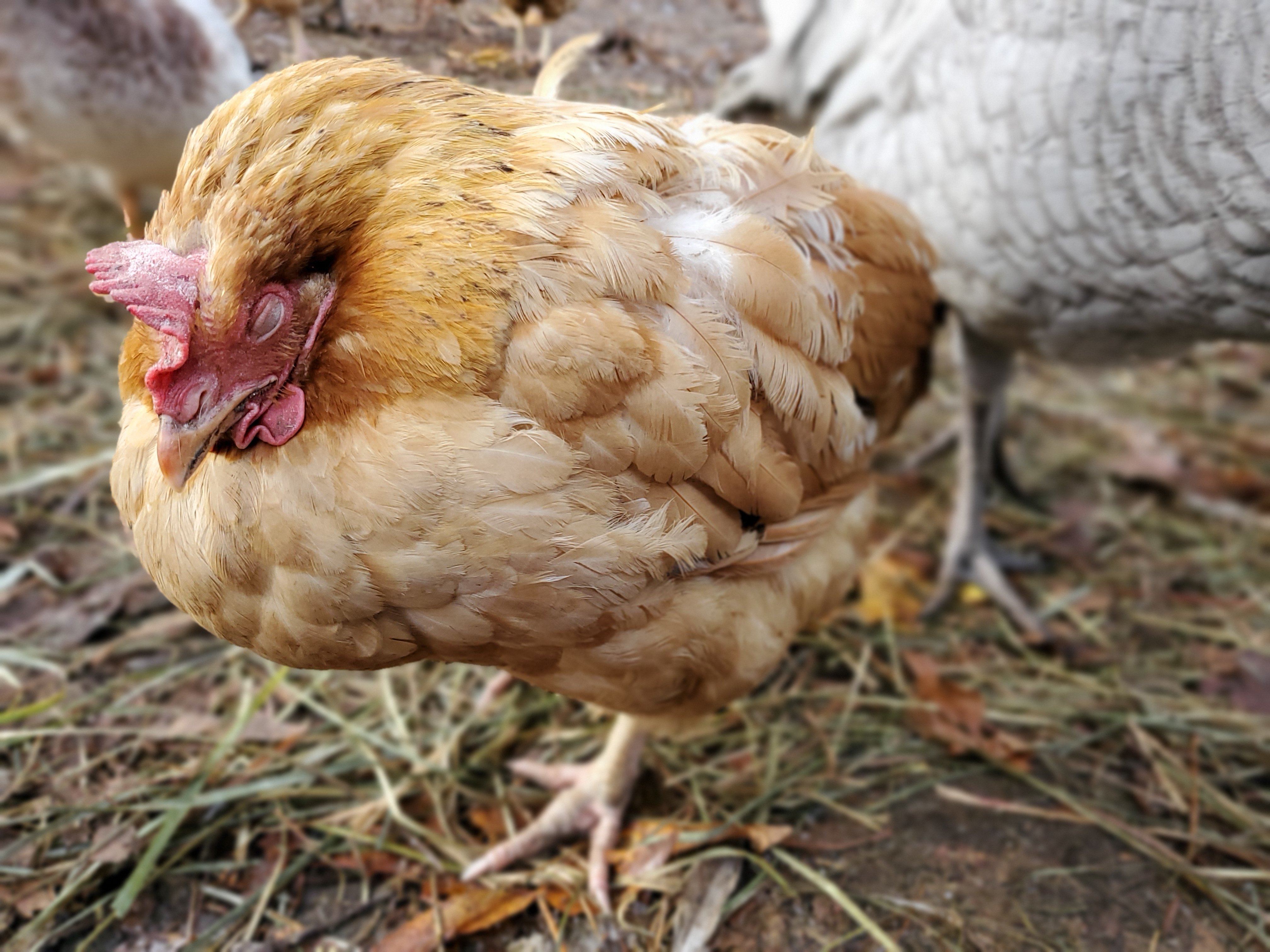 Treatment Of Runny Or Watery Poop In Chickens