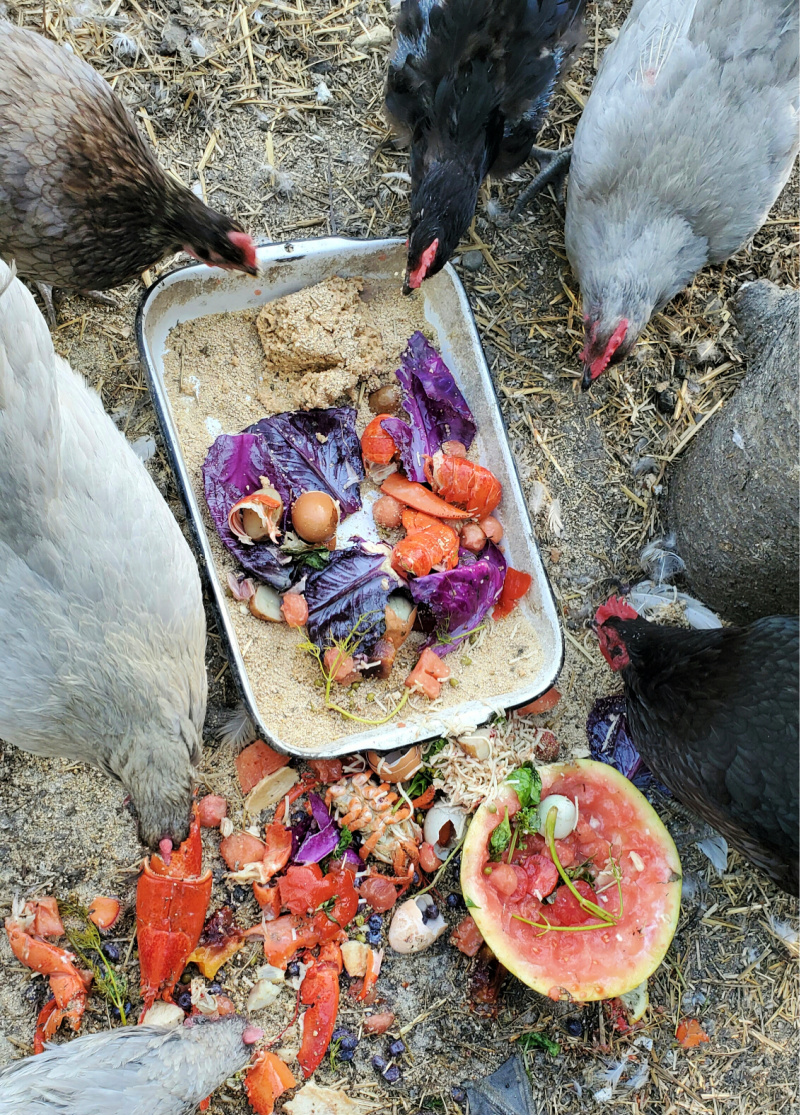 Treats To Feed Chickens