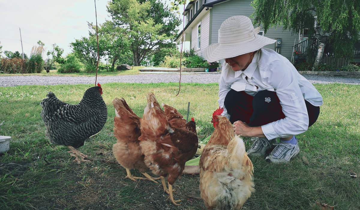 Types Of Apples Safe For Chickens