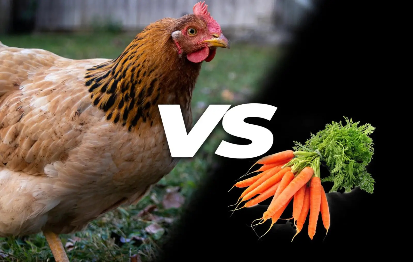 Types Of Carrots Chickens Can Eat