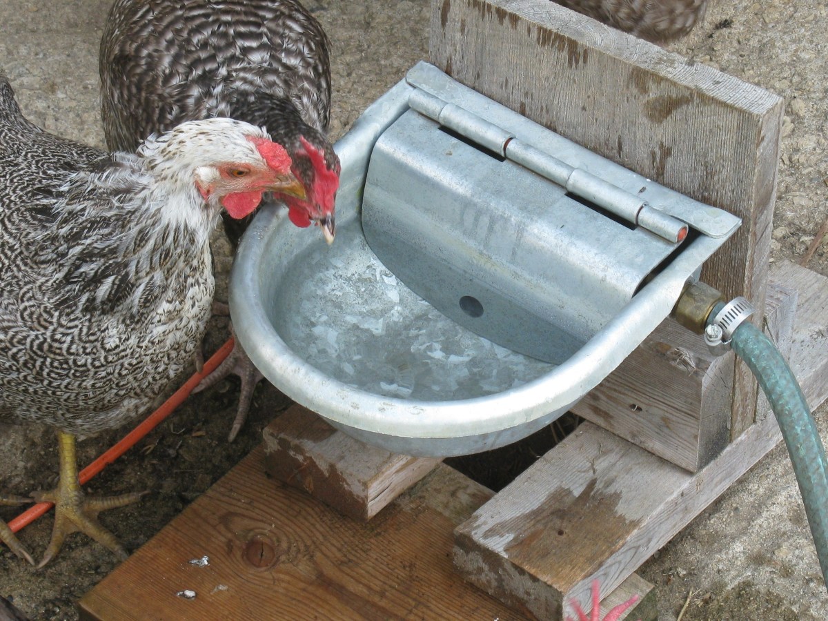 Types Of Chicken Coop Waterers