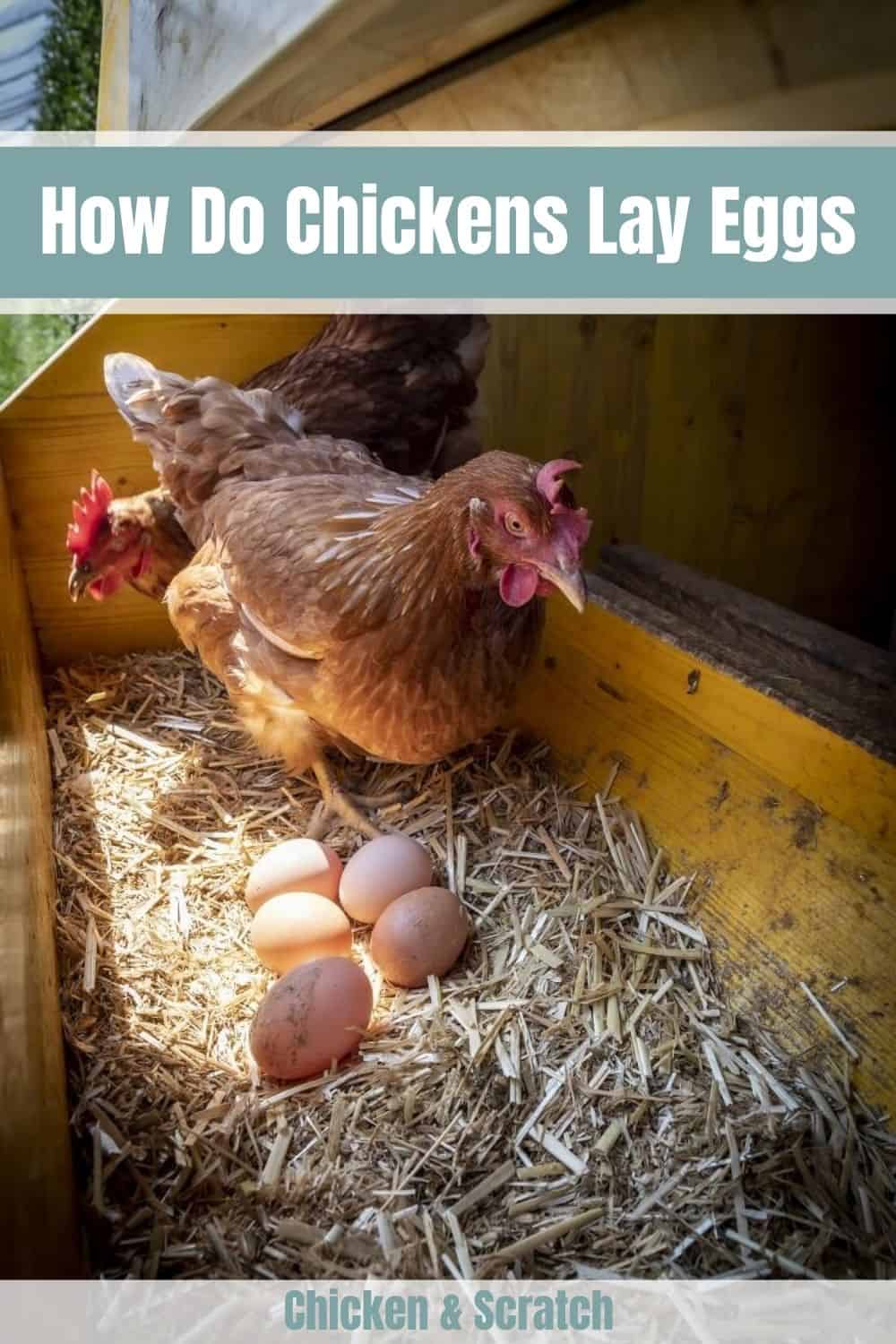 Understanding The Egg Laying Process