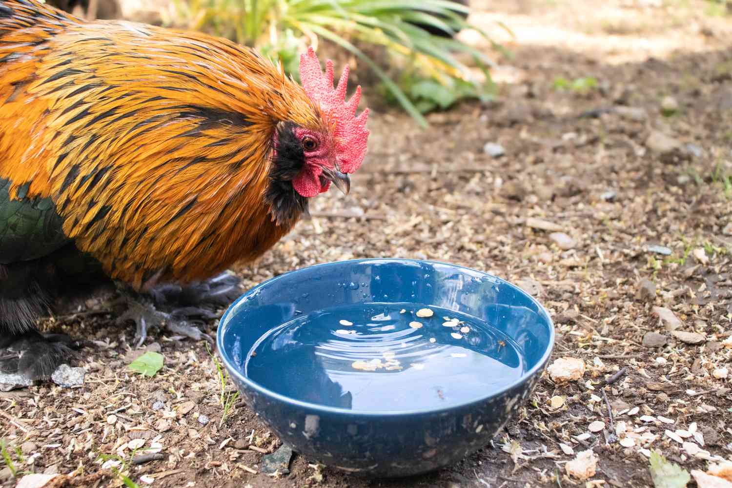 Water Requirements For Chickens