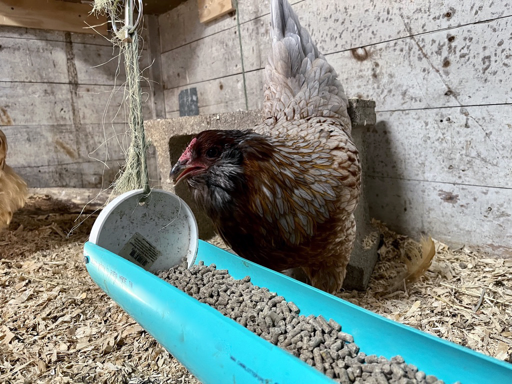 What Affects Chickens Laying Habits In Winter