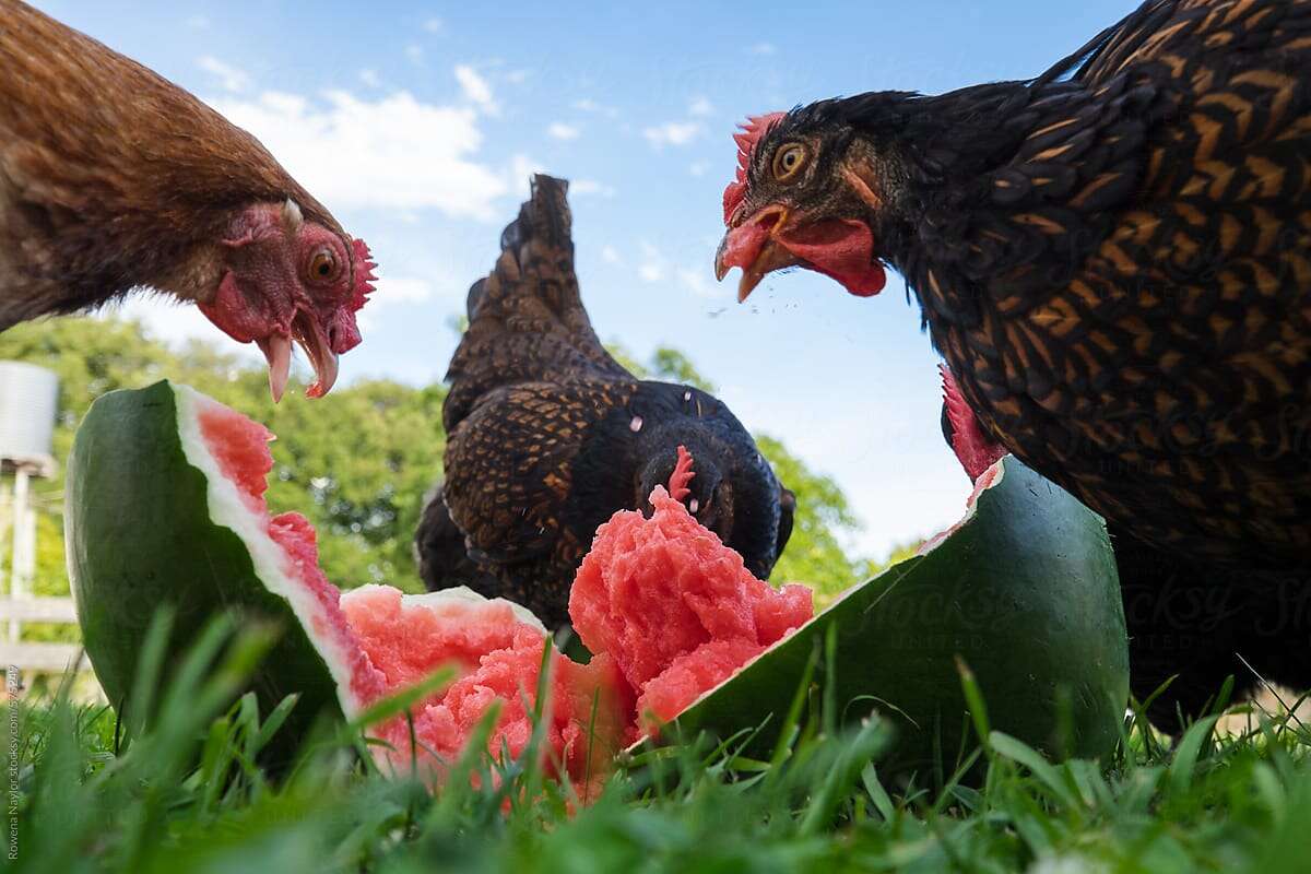 What Age Can Chickens Eat Watermelon?