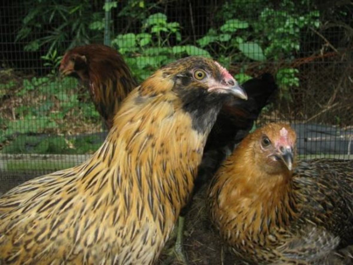 What Age Do Ameraucana Chickens Start Laying?