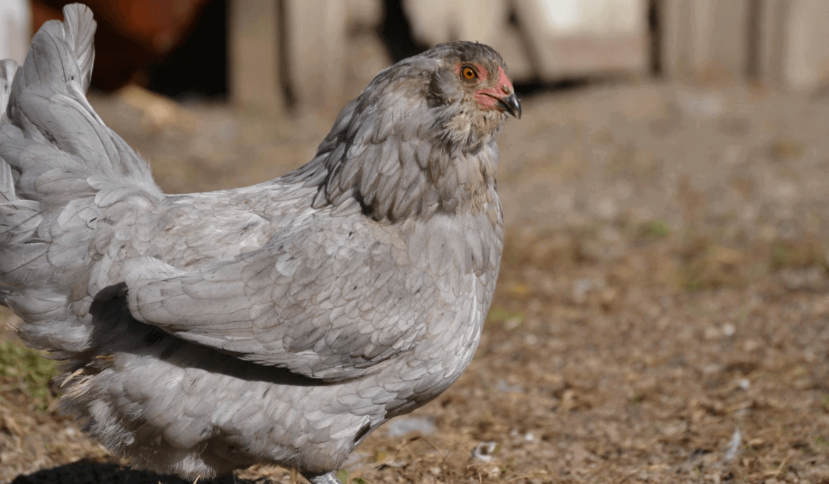 What Are Ameraucana Chickens?