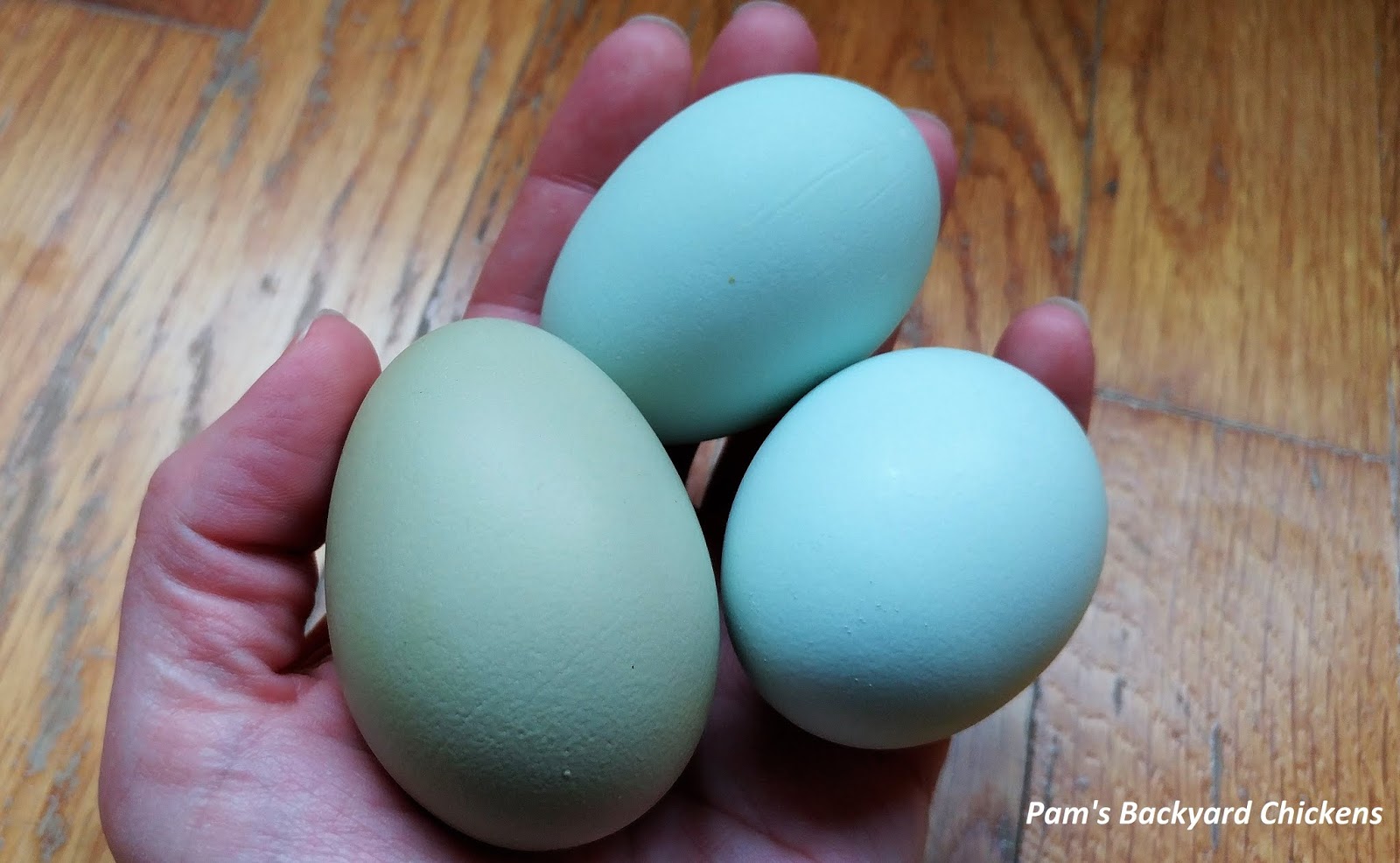 What Are Blue Green Eggs?