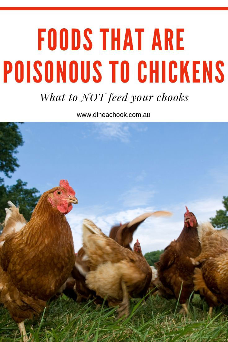 What Are Poisonous Foods For Chickens?