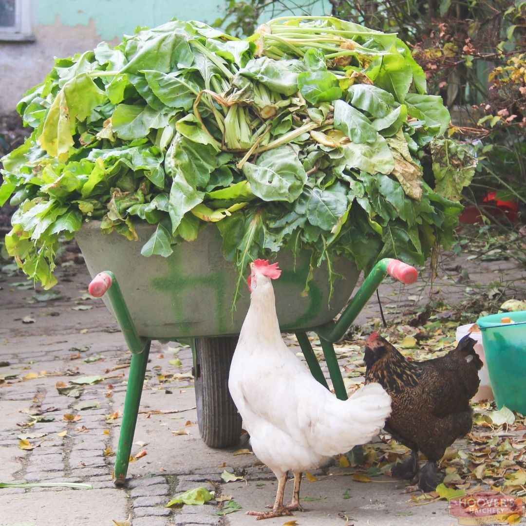 What Are Some Common Table Scraps That Chickens Can Enjoy?