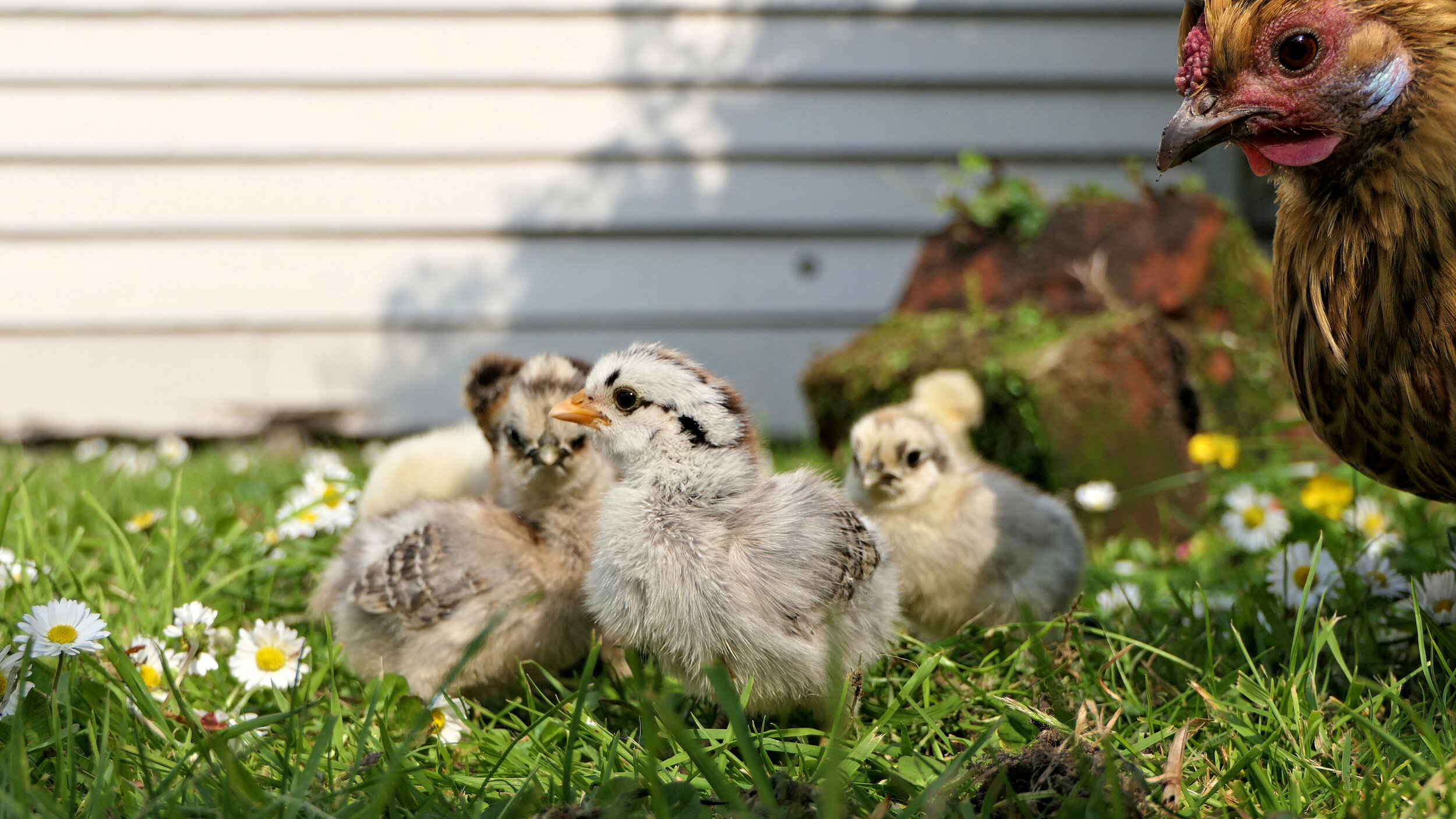 What Are The Benefits Of Hatching Chicks With A Broody Hen?