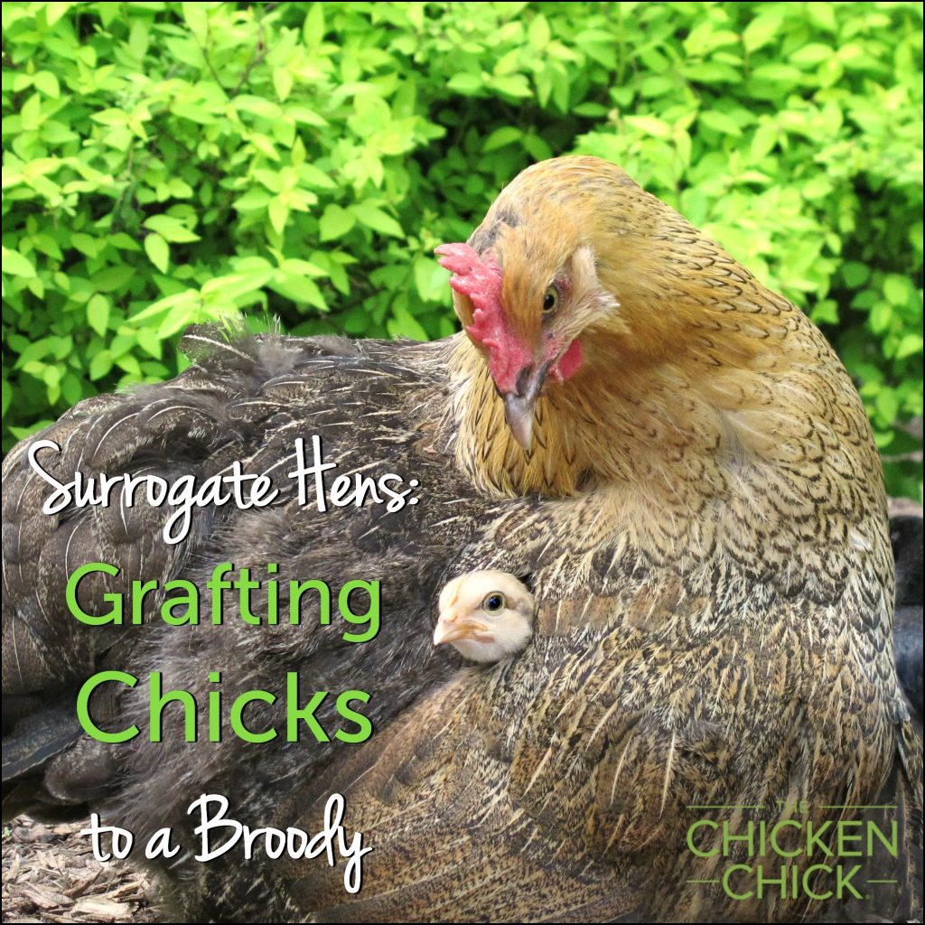 What Are The Challenges Of Chicks Hatching Under A Hen?