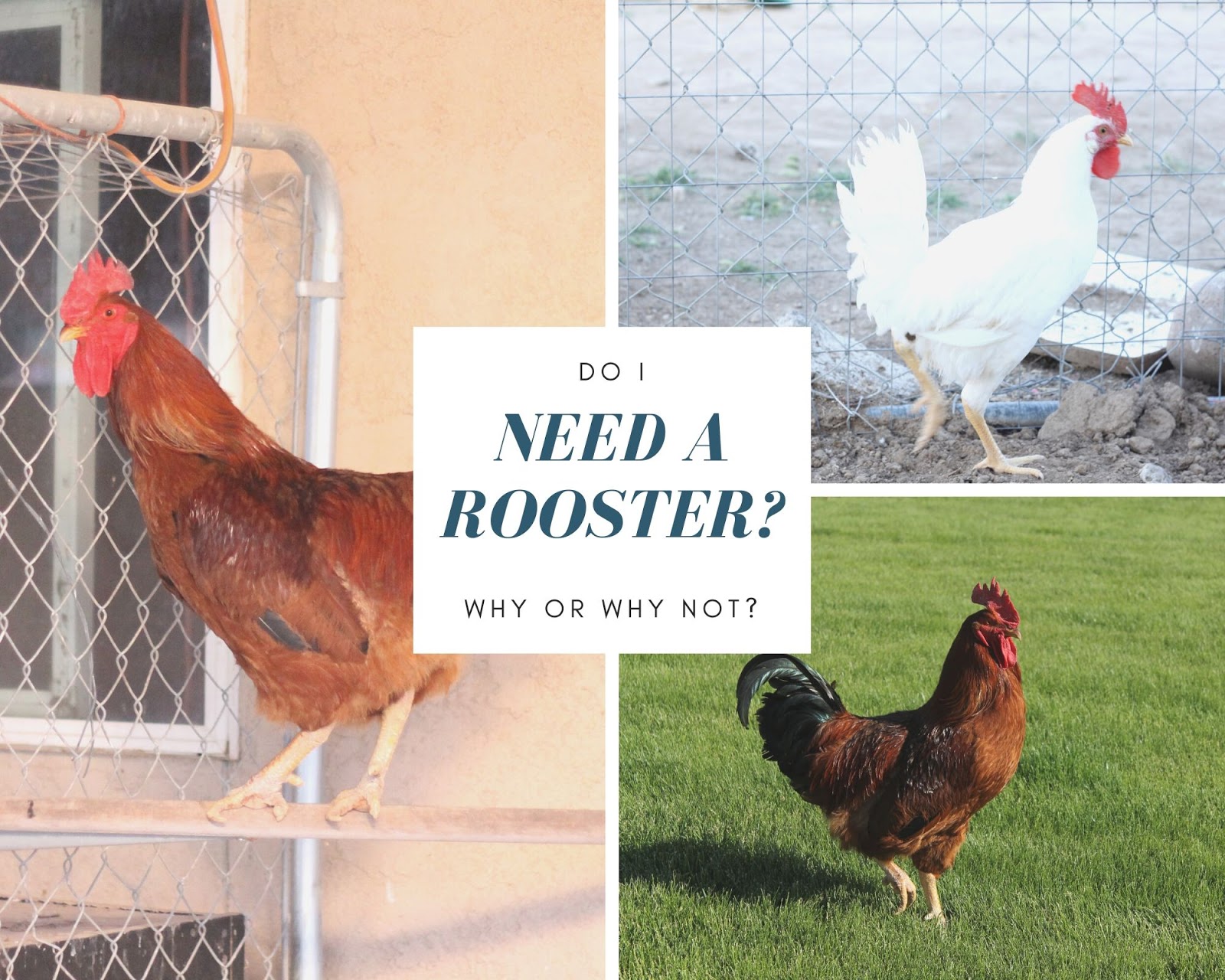 What Are The Implications Of A Rooster Laying An Egg?